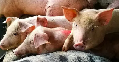 Cebu Considers Temporary Ban on Pork Products to Prevent ASF