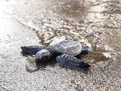 DENR releases 183 green sea turtle hatchlings in Panglao, Bohol