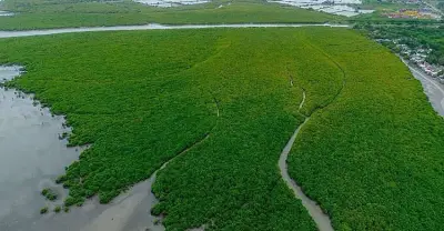Iloilo City to Implement Coastal Greenbelt Zone for Mangrove Protection