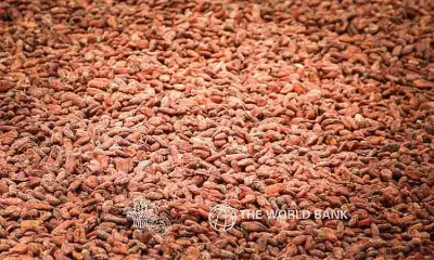 Kapalong Cooperative Ships 6 Tons of Cacao to New Zealand, Marks International Breakthrough