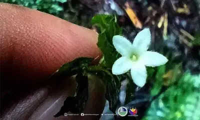 Rare Ophiorrhiza biflora rediscovered in Mount Apo after 122 years