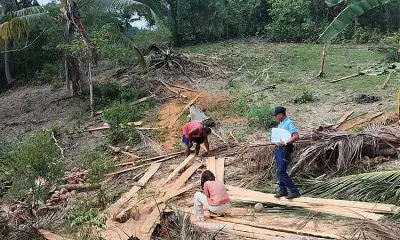 Two Men Arrested for Illegal Cutting of Coconut Trees in Argao