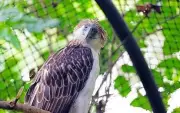 Eastern Visayas emerges as key Philippine eagle refuge