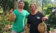 From Native Trees to Export: The Anta Family's Durian Legacy in Davao