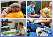 Iloilo City's Animal Welfare Programs Boost Rabies Prevention
