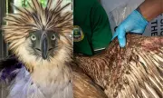 Philippine Eagle Rescued with Maggot-Infested Wounds in Malaybalay City