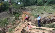 Two Men Arrested for Illegal Cutting of Coconut Trees in Argao